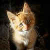 kittylikebread